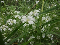 Monte_Rinatu - 20110615 054.jpg